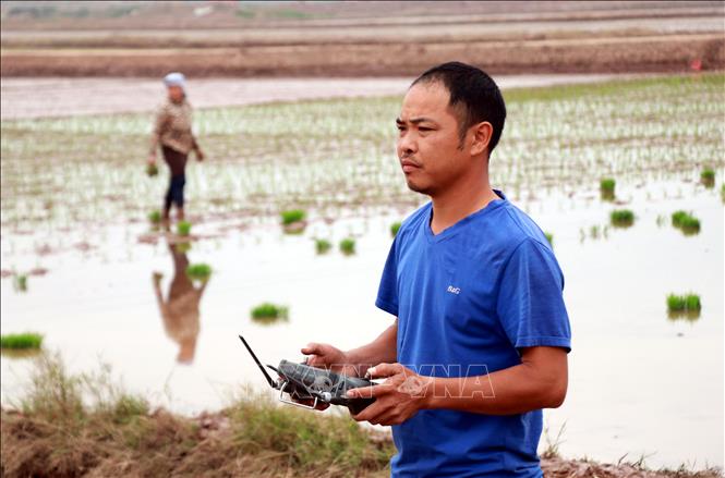 Thành viên Hợp tác xã thanh niên Nam Đại Dương điều khiển thiết bị bay không người lái gieo sạ lúa. (Ảnh: Nguyễn Lành/TTXVN)